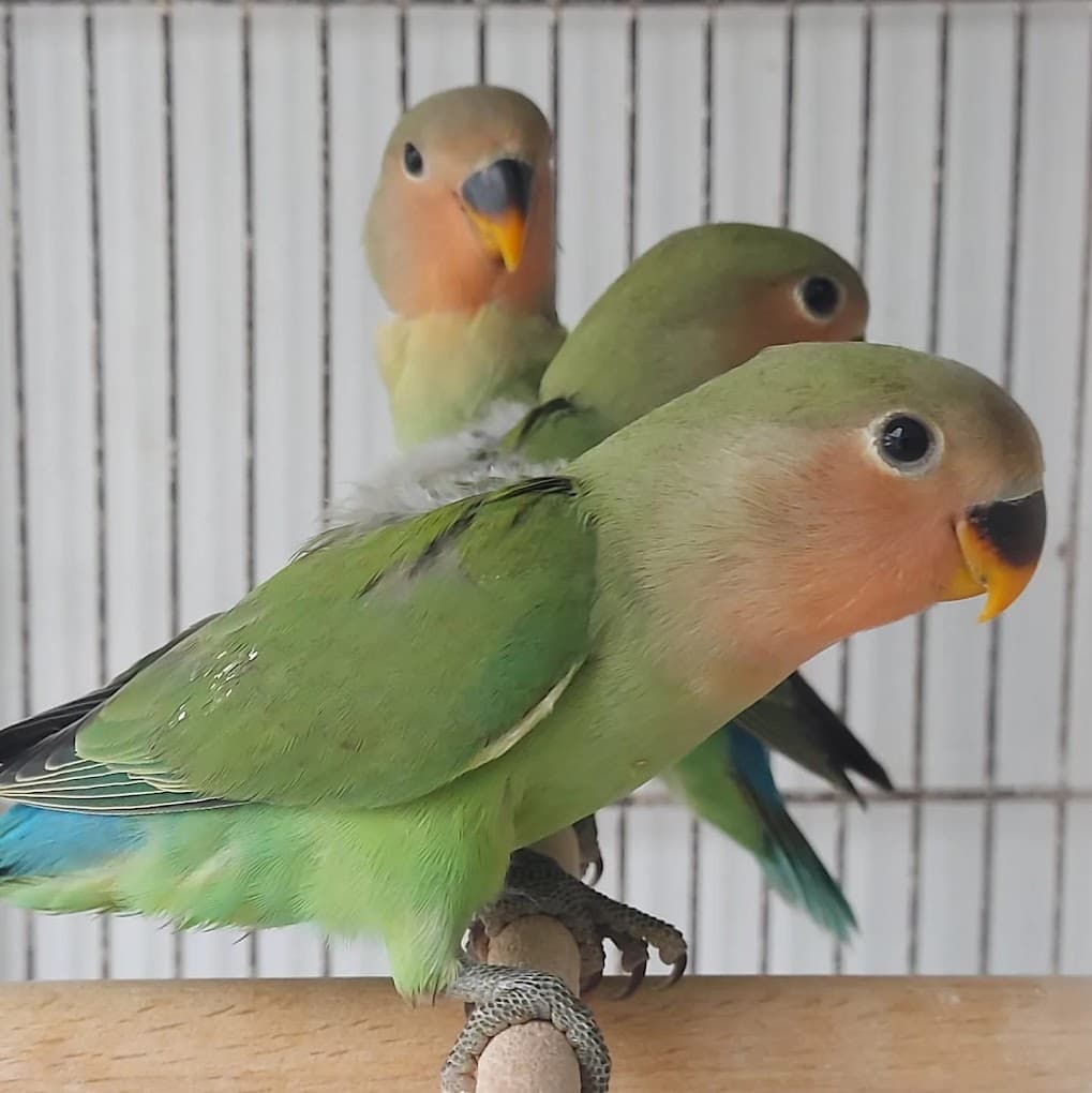 Muhabbet Kuşu & Papağan